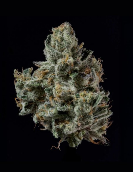 Semillas London Fog (Wizard Trees) 🍒 Terpenos Frutales