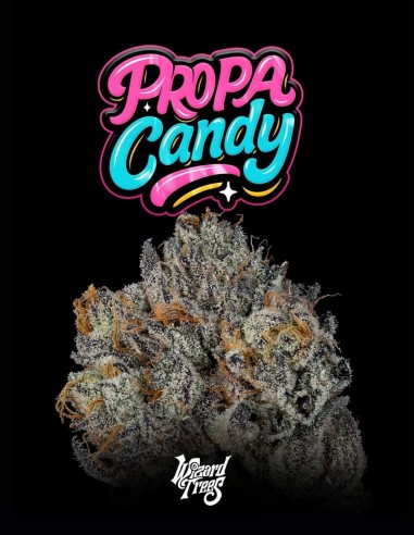 Semillas Propa Candy (Wizard Trees) 🍭 Dulce Potencia