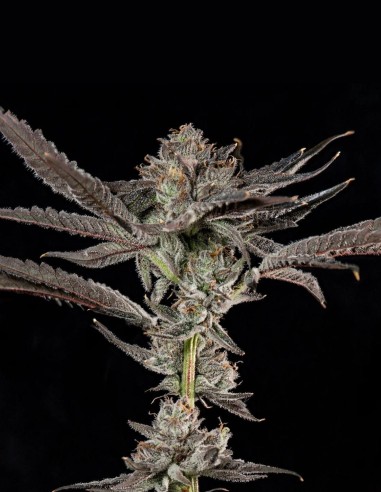 Semillas Propa Candy (Wizard Trees) 🍭 Dulce Potencia