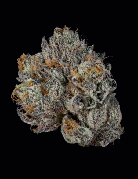 Semillas Propa Candy (Wizard Trees) 🍭 Dulce Potencia