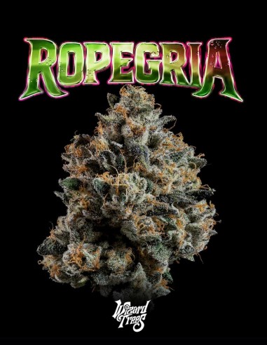 Semillas Ropegria (Wizard Trees) 🌿 Alta Producción Resinosa