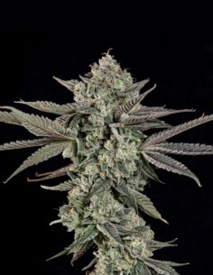 Semillas Ropegria (Wizard Trees) 🌿 Alta Producción Resinosa 2