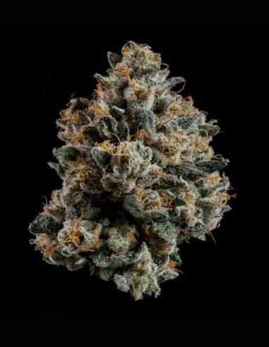 Semillas Ropegria (Wizard Trees) 🌿 Alta Producción Resinosa