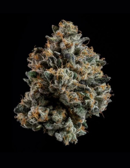 Semillas Ropegria (Wizard Trees) 🌿 Alta Producción Resinosa