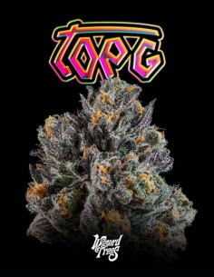 Semillas Top G (Wizard Trees) 🌿 Cogollos XXL Resinosos