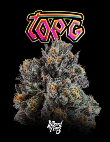 Semillas Top G (Wizard Trees) 🌿 Cogollos XXL Resinosos