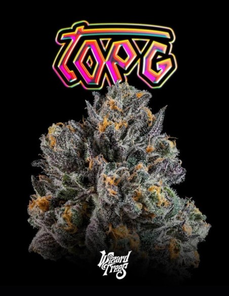 Semillas Top G (Wizard Trees) 🌿 Cogollos XXL Resinosos