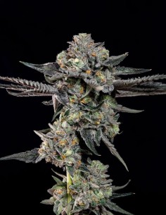 Semillas Top G (Wizard Trees) 🌿 Cogollos XXL Resinosos 2