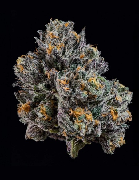 Semillas Top G (Wizard Trees) 🌿 Cogollos XXL Resinosos