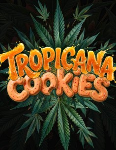Semillas Tropicanna Cookies F1 Auto (Barney's Farm) 🍪 Dulce