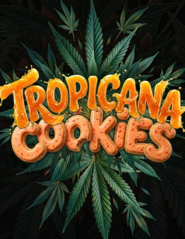 Semillas Tropicanna Cookies F1 Auto (Barney's Farm) 🍪 Dulce