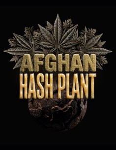 Semillas Afghan Hash Plant Auto (Barney's Farm) 🌿 Cultivo Fácil