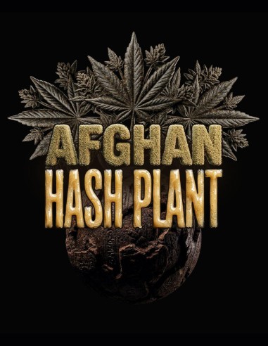Semillas Afghan Hash Plant Auto (Barney's Farm) 🌿 Cultivo Fácil