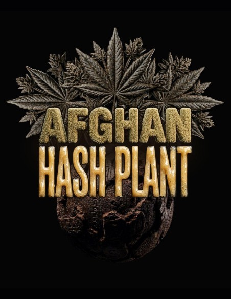 Semillas Afghan Hash Plant Auto (Barney's Farm) 🌿 Cultivo Fácil