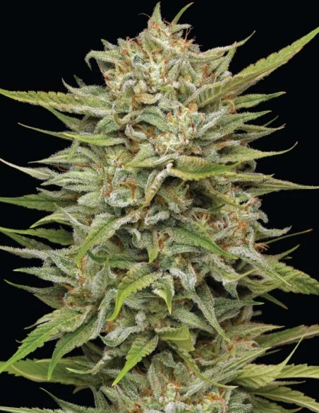 OG Kush Seeds (Humboldt Seed Company) 🌿 High THC