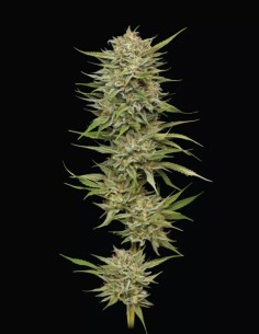Semillas OG Kush (Humboldt Seed Company) 🌿 Alto THC 2