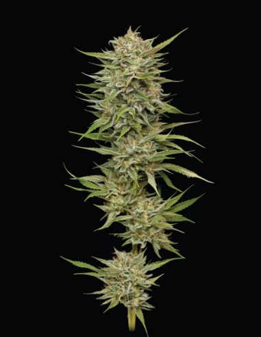 OG Kush Seeds (Humboldt Seed Company) 🌿 High THC