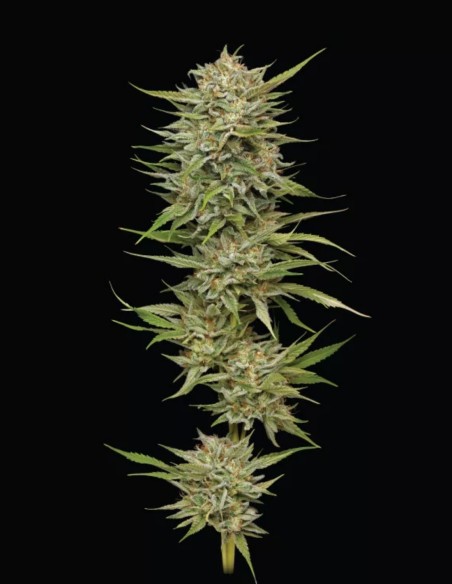 OG Kush Seeds (Humboldt Seed Company) 🌿 High THC