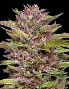 Semillas Pineapple Muffin (Humboldt Seed Company) 🍍 Dulce