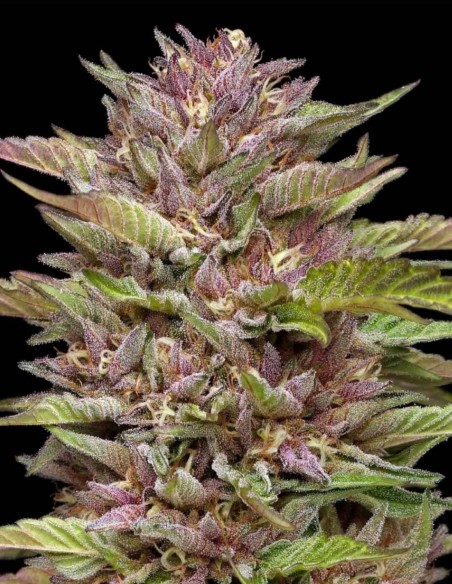 Pineapple Muffin Seeds (Humboldt Seed Company) 🍍 Sweet