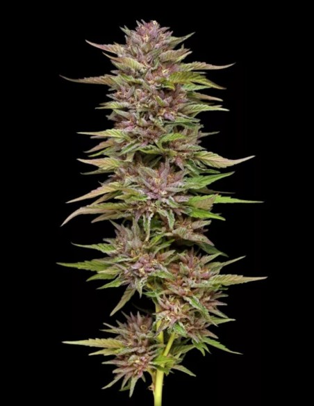 Pineapple Muffin Seeds (Humboldt Seed Company) 🍍 Sweet