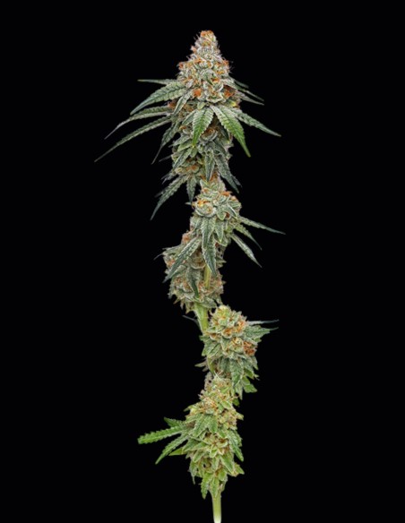 Pineapple Upside Down Cake Seeds 🌿 (Humboldt Seed Company)
