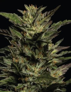 Semillas Pistachio (Humboldt Seed Company) 💥 28% THC