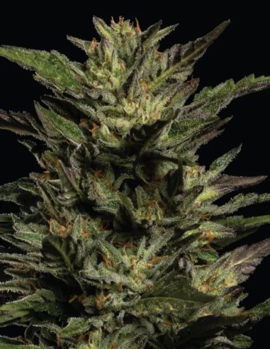 Pistachio Seeds (Humboldt Seed Company) 💥 28% THC