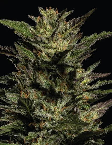 Pistachio Seeds (Humboldt Seed Company) 💥 28% THC