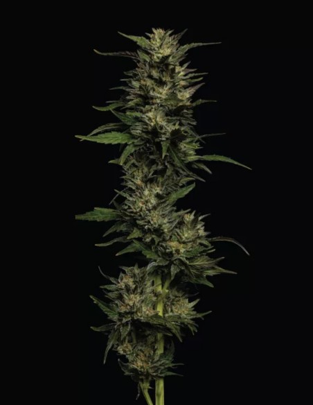 Pistachio Seeds (Humboldt Seed Company) 💥 28% THC