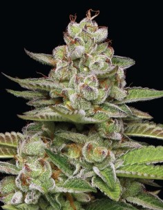Semillas Poddy Mouth (Humboldt Seed Company) 🌿 30% THC