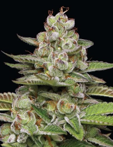 Poddy Mouth Seeds (Humboldt Seed Company) 🌿 30% THC