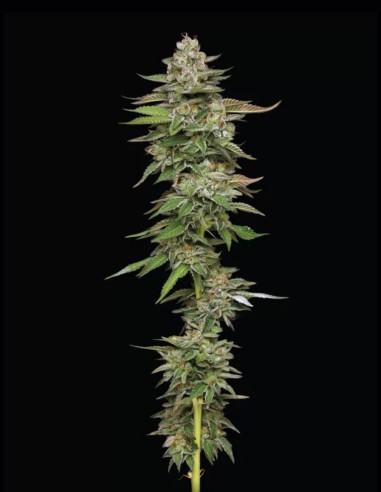 Poddy Mouth Seeds (Humboldt Seed Company) 🌿 30% THC