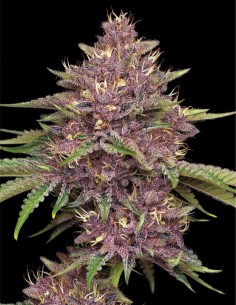 Semillas Purpz (Humboldt Seed Company) ⚡ Poder Púrpura