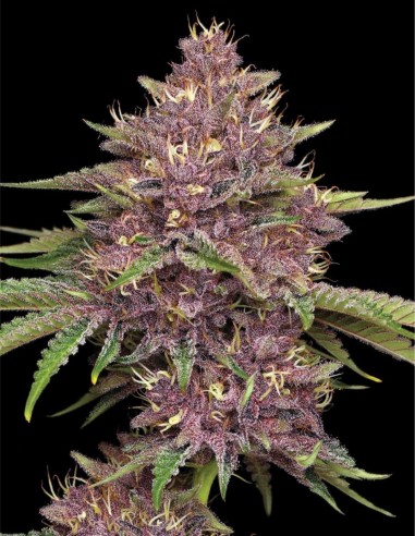 Graines Purpz (Humboldt Seed Company) ⚡ Puissance Violette