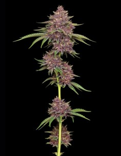 Semillas Purpz (Humboldt Seed Company) ⚡ Poder Púrpura 2