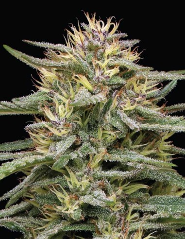 Raspberry Parfait Seeds (Humboldt Seed Company) 🍒 Sweet