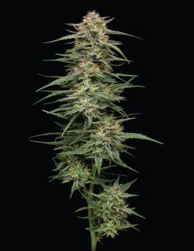 Raspberry Parfait Seeds (Humboldt Seed Company) 🍒 Sweet