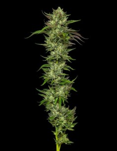 Semillas Collie Man Kush (Humboldt Seed Company) 🌱 Relajante