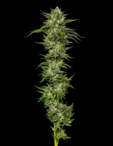 Collie Man Kush Seeds (Humboldt Seed Company) 🌱 Relaxing