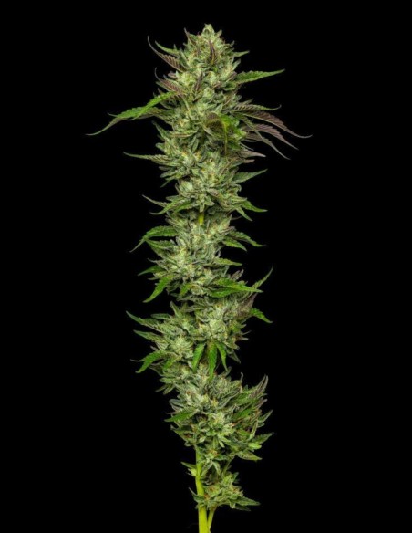 Collie Man Kush Seeds (Humboldt Seed Company) 🌱 Relaxing