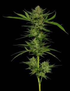 Semillas Stoopid Fruits (Humboldt Seed Company) 🌴 Tropical