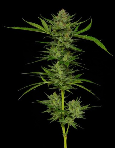Stoopid Fruits Seeds (Humboldt Seed Company) 🌴 Tropical