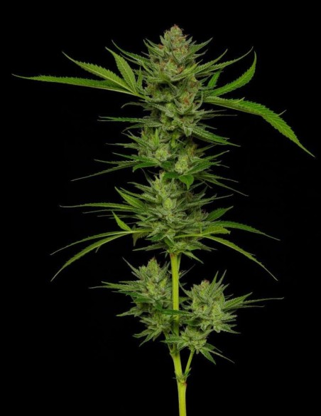 Stoopid Fruits Seeds (Humboldt Seed Company) 🌴 Tropical