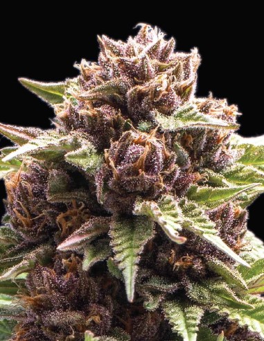 Squirt Seeds (Humboldt Seed Company) 🍊 Citrus Power