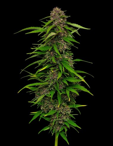 Squirt Seeds (Humboldt Seed Company) 🍊 Citrus Power