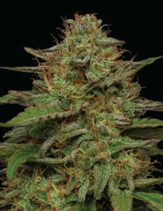Semillas Strawberry Cheesecake (Humboldt Seed Company) 🍓 30% THC