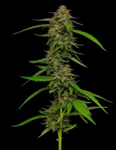 Semillas Strawberry Cheesecake (Humboldt Seed Company) 🍓 30% THC 2