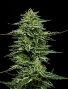 Semillas The Bling (Humboldt Seed Company) 🌿 Alta Producción