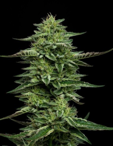 The Bling Seeds (Humboldt Seed Company) 🌿 High Yield